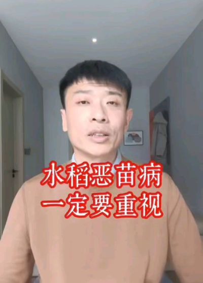 水稻恶苗病发生原因及预防！