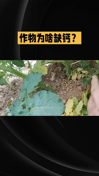 地里明明不缺钙，为啥农作物还会缺钙？
