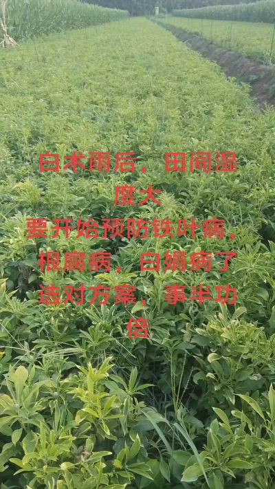 雨期过后白术病害要防治了
预防铁叶病，白娟病
现在也进入了膨大期
可以打膨大的