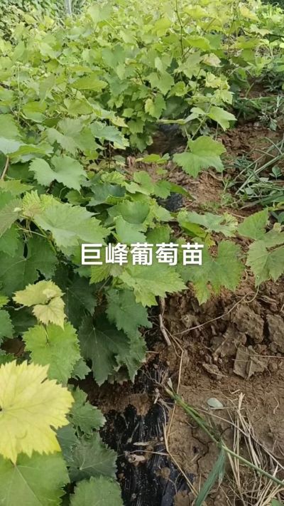 巨峰葡萄苗。一年扦插苗。需要联系。苗圃基地直销！需要联系18534302961