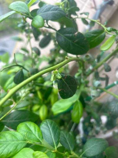 蓝莓白粉虱：从识别到防治的全指南
