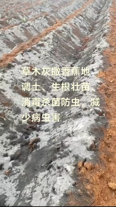[太阳]纯植物草木灰源头厂家，草木灰广泛适用于各类农作物，是性价比很高的有机肥