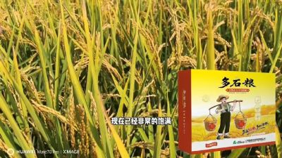 多石粮-谷物小分子有机酸，田间表现。
剑叶挺拔，灌浆饱，千粒重，上粮快。