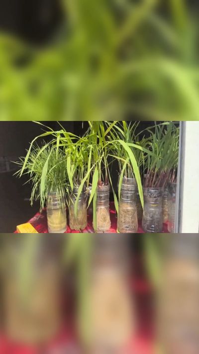 微生物菌剂，出厂前每克添加5亿微生物。最新实验生根育苗，保证不烧苗，促进毛细根增长，抑制病虫害，疏松土壤，保水保肥。近期需要用肥的老板提前联系，19331068337微信同步。
