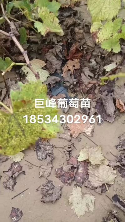 巨峰葡萄苗，一年扦插苗，苗圃基地直销！需要联系18534302961