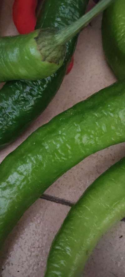 今年的辣椒又丰收了