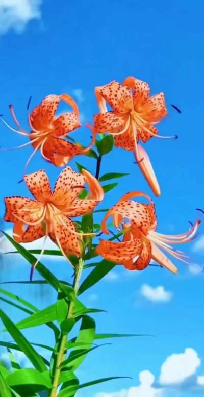 美丽的花散发幻清香，难己释怀。