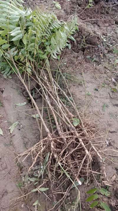 出售臭椿苗，巨峰葡萄苗。药用连翘苗，科研五号优质种苗，2/5年苗，药用连翘树，挂果树，全国包邮到家！财富密码18534302961