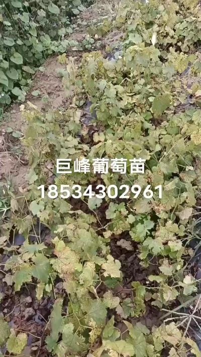出售早熟巨峰葡萄苗。药用连翘苗，科研五号优质种苗，2/5年苗，药用连翘树，挂果树，全国包邮到家！财富密码18534302961