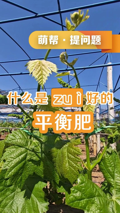 什么是最好的平衡肥