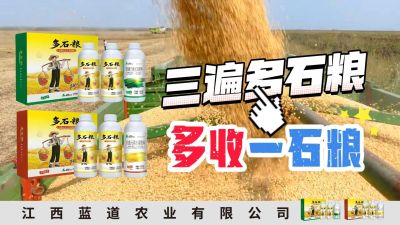 冬季种植，油菜，小麦，草莓等作物的，出现了除草剂药害，黄叶，僵苗，苗不长等问题，马上用多石粮，确保5天见到效果。