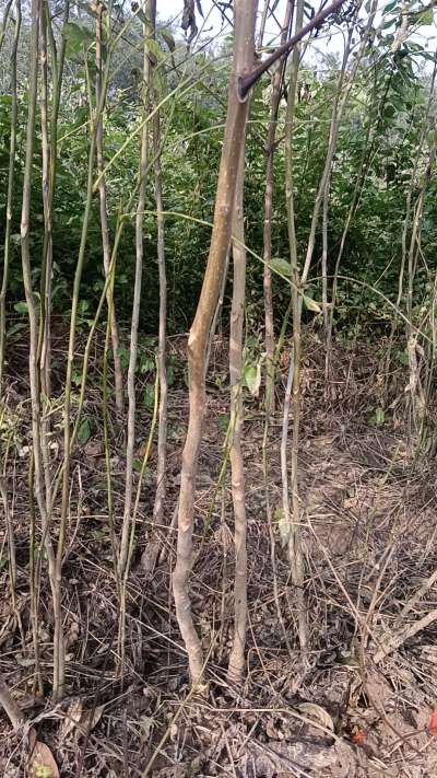 出售臭椿苗，巨峰葡萄苗。药用连翘苗，科研五号优质种苗，2/5年苗，药用连翘树，挂果树，全国包邮到家！财富密码18534302961