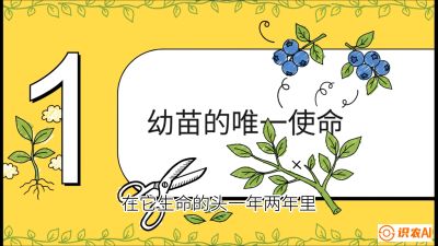 第6节：修剪决定产量（上）&mdash;&mdash;幼苗期与生长期修剪， 课程：《蓝莓&ldquo;高产&rdquo;实战课：从选苗到丰收的10个关键点》