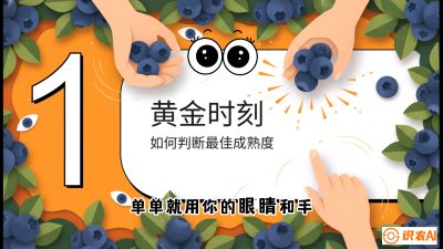 第10节：完美的&ldquo;果粉&rdquo;&mdash;&mdash;采摘时机与保鲜， 课程：《蓝莓&ldquo;高产&rdquo;实战课：从选苗到丰收的10个关键点》