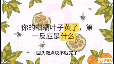 第一节：保命生死线&mdash;&mdash;黄龙病与木虱，课程：《柑橘十大病虫害：从入门到精通》