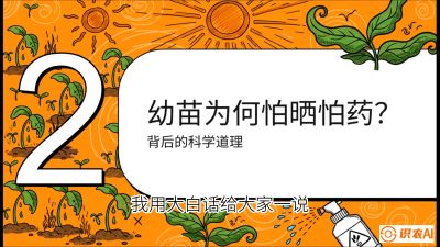 第02节：幼树管理&mdash;&mdash;&ldquo;防晒又防草，树势起得早&rdquo;，课程：《槟榔种植：从不懂到精通的10堂必修课》