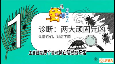 第06节：顽固虫害防治&mdash;&mdash;&ldquo;钻心虫与红蜘蛛，打准时间才服输&rdquo;《槟榔种植：从不懂到精通的10堂必修课》