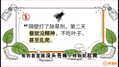 第05节：养蚕人的&ldquo;排雷战&rdquo;&mdash;&mdash;除草剂的生死禁忌，课程：《桑海淘金：桑树高产与蚕桑安全进阶实战课》