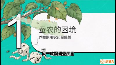 第06节：虫口夺叶（上）&mdash;&mdash;物理与生物防控绝技，课程《桑海淘金：桑树高产与蚕桑安全进阶实战课》