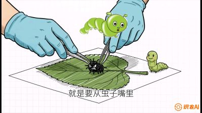 第07节：虫口夺叶（下）&mdash;&mdash;不得不打药时的&ldquo;解毒术&rdquo;，课程：《桑海淘金：桑树高产与蚕桑安全进阶实战课》