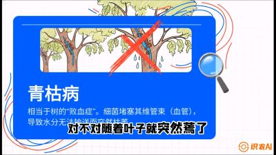 第08节：看不见的杀手&mdash;&mdash;青枯病与萎缩病，课程：《桑海淘金：桑树高产与蚕桑安全进阶实战课》