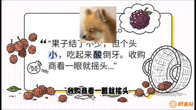 第10节：甜蜜的科学&mdash;&mdash;膨大、增甜与转色，课程：《桑海淘金：桑树高产与蚕桑安全进阶实战课》