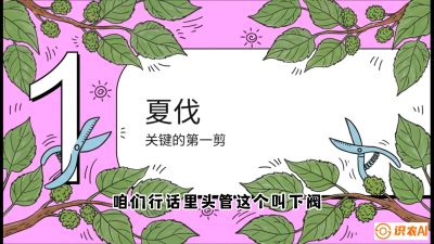 第11节：叶果双收&mdash;&mdash;特殊的夏伐与冬伐，课程：《桑海淘金：桑树高产与蚕桑安全进阶实战课》