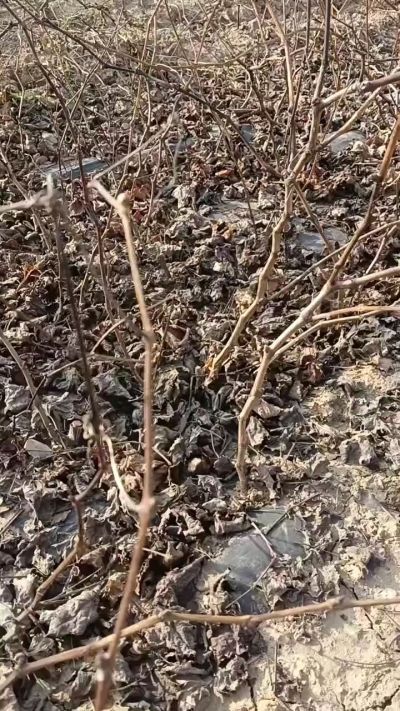 出售，巨峰葡萄苗。药用连翘苗，科研五号优质种苗，2/5年苗，药用连翘树，挂果树，全国包邮到家！财富密码18534302961