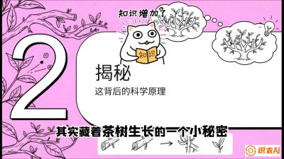 第04节（修剪篇）：树势复活术：从&ldquo;越剪越弱&rdquo;到&ldquo;枝繁叶茂&rdquo;的能量管理与夏秋茶逆袭，课程：《茶金时代：从&ldquo;看天吃饭&rdquo;到&ldquo;精准控局&rdquo;的茶叶高产提质实战课》