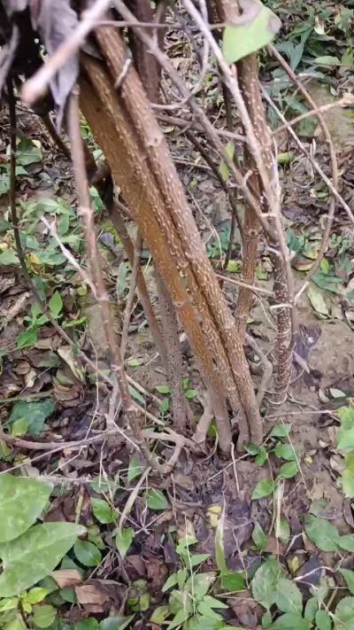 出售药用连翘苗，科研五号优质种苗，2/5年苗，药用连翘树，挂果树，全国包邮到家！财富密码18534302961出售药用连翘苗，科研五号优质种苗，2/5年苗，药用连翘树，挂果树，全国包邮到家！财富密码1