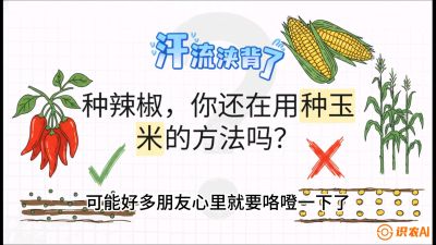 第1节：【品种定江山】工业辣椒vs小米辣：底肥公式与密度陷阱的&ldquo;百万生意经&rdquo;，课程：《辣椒种植实战特训营，从工业辣椒到精品小米辣，教你如何把&ldquo;草&rdquo;种成&ldquo;金&rdquo;》