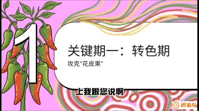 第8节：【小米辣线椒专场】颜值即正义！防花皮、防炭疽，打造收购商抢着要的&ldquo;精品果&rdquo;，课程：《辣椒种植实战特训营，从工业辣椒到精品小米辣，教你如何把&ldquo;草&rdquo;种成&ldquo;金&rdquo;》