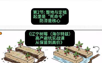 第二节： 整地与定植&mdash;&mdash;起垄是&ldquo;死命令&rdquo;，防涝是核心，课程：《辽宁树莓（海尔特兹）高产避坑实战课：从保苗到高价》