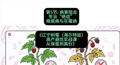 第五节： 病害阻击&mdash;&mdash;专治&ldquo;绝症&rdquo;根腐病与灰霉病，课程：《辽宁树莓（海尔特兹）高产避坑实战课：从保苗到高价》