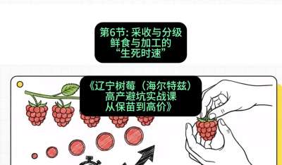 第六节： 采收与分级&mdash;&mdash;鲜食与加工的&ldquo;生死时速&rdquo;，课程：《辽宁树莓（海尔特兹）高产避坑实战课：从保苗到高价》