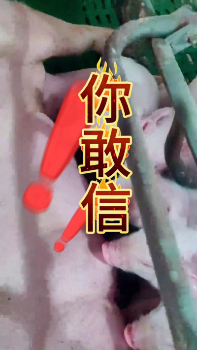 小猪抢不到奶，干瘦不长肉？成活率总上不去？😭
自从用上南商农科这款仔猪补奶机，再也没这烦恼！
✅ 一键设置下料参数，新手也能上手
✅ 恒温补奶，小猪抢着喝，长势超均匀
从车间精工组装到猪场落地使用，每