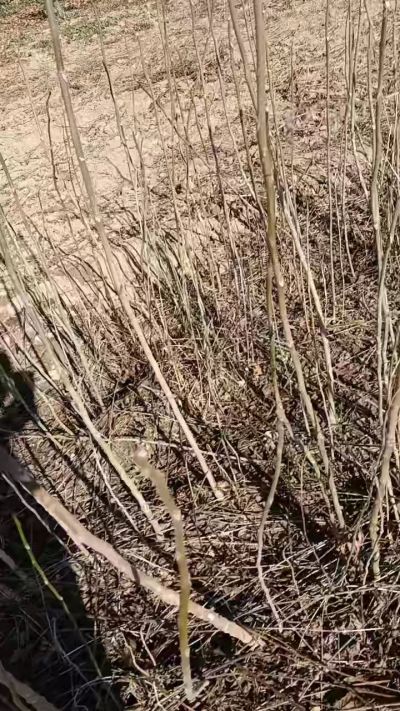 出售臭椿苗，巨峰葡萄苗。药用连翘苗，科研五号优质种苗，2/5年苗，药用连翘树，挂果树，全国包邮到家！财富密码18534302961