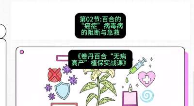 第02节：百合的&ldquo;癌症&rdquo;&mdash;&mdash;病毒病的阻断与急救，课程：《卷丹百合&ldquo;无病高产&rdquo;植保实战课》#识农AI