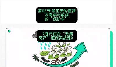 第03节：阴雨天的噩梦&mdash;&mdash;灰霉病与疫病的&ldquo;保护伞&rdquo;，课程：《卷丹百合&ldquo;无病高产&rdquo;植保实战课》#识农AI