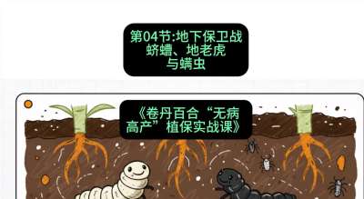 第04节：地下保卫战&mdash;&mdash;蛴螬、地老虎与螨虫 ，课程：《卷丹百合&ldquo;无病高产&rdquo;植保实战课》#识农AI