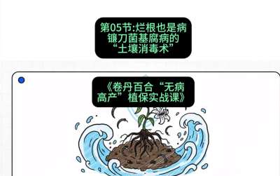 第05节：烂根也是病&mdash;&mdash;镰刀菌基腐病的&ldquo;土壤消毒术&rdquo; ，课程：《卷丹百合&ldquo;无病高产&rdquo;植保实战课》#识农AI