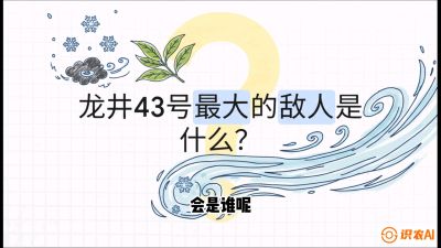第04节：龙井双璧&mdash;&mdash;龙井43与群体种的差异化护养（重点），课程：《茗茶卫士&mdash;&mdash;茶叶病虫害绿色防控实战课》#识农AI