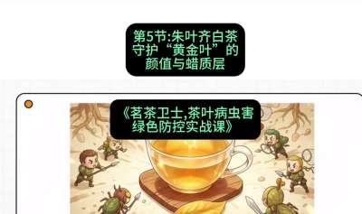 第05节：朱叶齐白茶&mdash;&mdash;守护&ldquo;黄金叶&rdquo;的颜值与蜡质层（重点），课程：《茗茶卫士&mdash;&mdash;茶叶病虫害绿色防控实战课》#识农AI