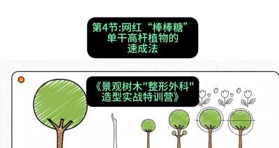 第04节：网红&ldquo;棒棒糖&rdquo;&mdash;&mdash;单干高杆植物的速成法，课程：《景观树木&ldquo;整形外科&rdquo;造型实战特训营》#识农AI
