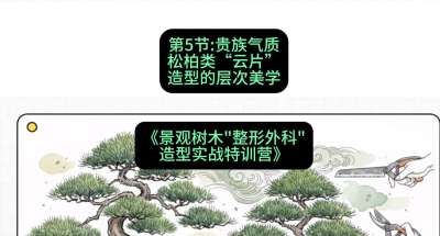 第05节：贵族气质&mdash;&mdash;松柏类&ldquo;云片&rdquo;造型的层次美学，课程：《景观树木&ldquo;整形外科&rdquo;造型实战特训营》#识农AI