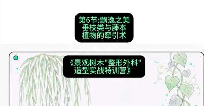 第06节：飘逸之美&mdash;&mdash;垂枝类与藤本植物的牵引术，课程：《景观树木&ldquo;整形外科&rdquo;造型实战特训营》#识农AI