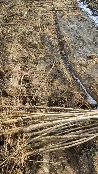 出售臭椿苗，巨峰葡萄苗。药用连翘苗，科研五号优质种苗，2/5年苗，药用连翘树，挂果树，全国包邮到家！财富密码18534302961