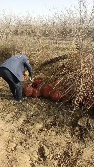 出售药用连翘苗，科研五号优质种苗，2/5年苗，药用连翘树，挂果树，全国包邮到家！财富密码18534302961出售药用连翘苗，科研五号优质种苗，2/5年苗，药用连翘树，挂果树，全国包邮到家！财富密码1