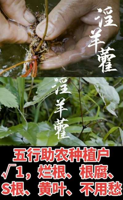 177，1907，0725，V 同号
1  老乡们！种淫羊藿不用乱买肥，咱这款专用肥，针对淫羊藿习性配的，壮苗防烂根，采收多卖钱，用过都回头！
2  咱种淫羊藿图的就是省心高产！专用肥薄肥勤施，苗不烧