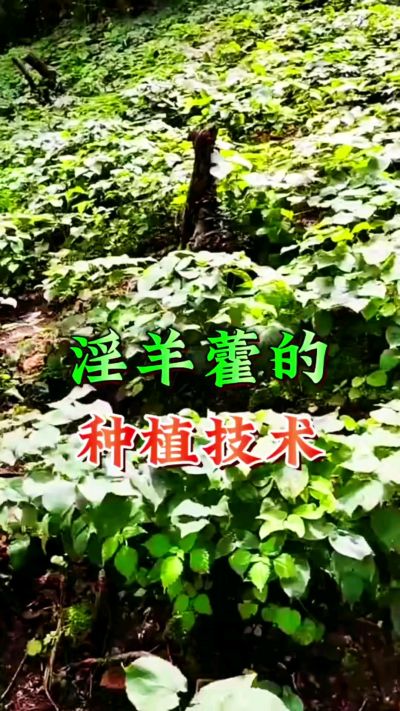 揭秘&ldquo;仙草&rdquo;淫羊藿的种植密码！耐严寒耐贫瘠，林下套种不占耕地，管理简单还能套种其他作物，一亩地的投入两亩地的收益～ 想返乡创业的赶紧码住！ #淫羊藿种植技术 #返乡创业项目 #药材种植指南 #农业新风